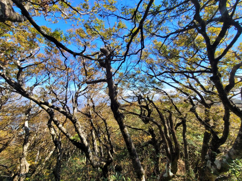20231118 南插天山 魯培山 山毛櫸秘境_2355461