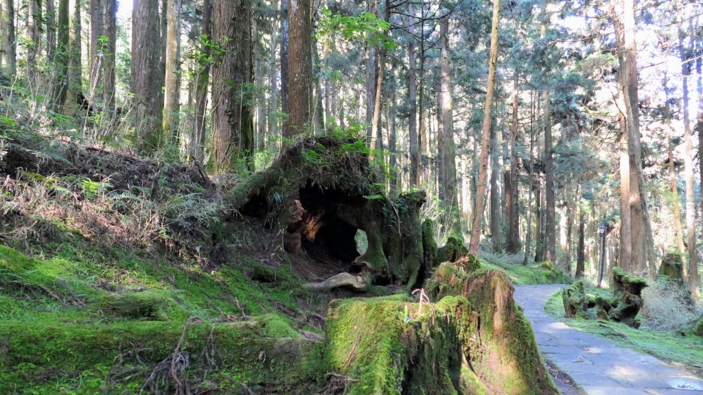 阿里山森遊區-祝山,對高岳步道_2536974