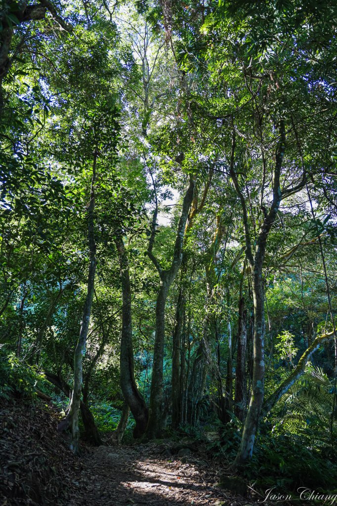 [苗栗]馬那邦山_2355132