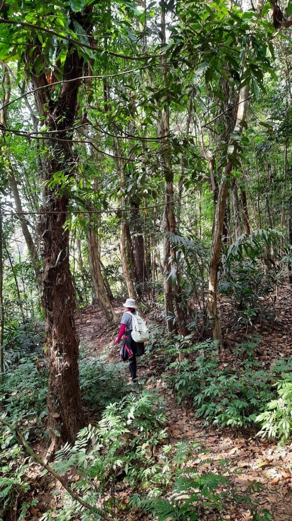 《苗栗》馬那邦山｜ 上湖線＞天然湖O巡20210220_1277448