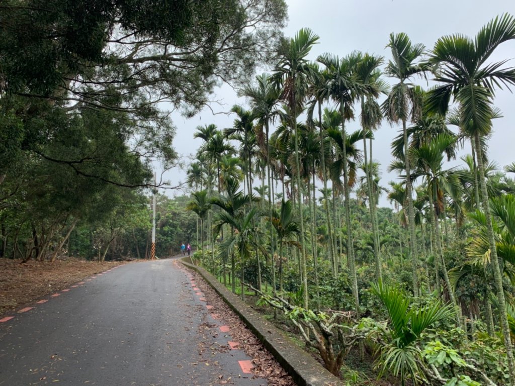 四月雪～桐花盛開～藤山步道_566607