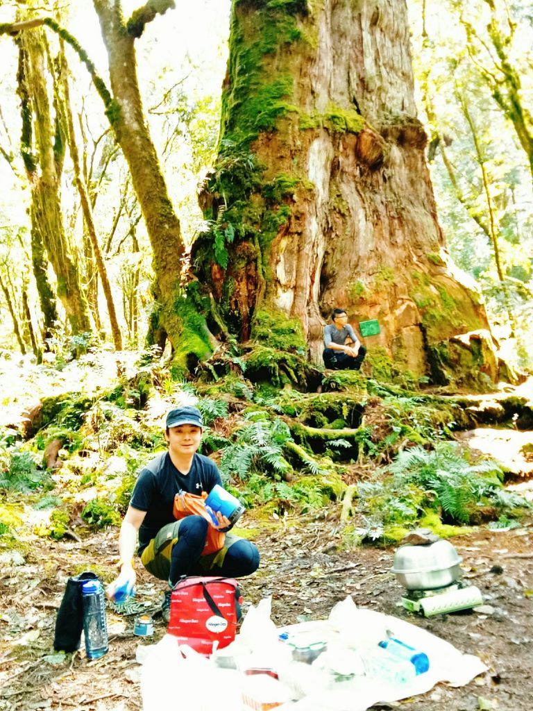 米羅山之木_292898