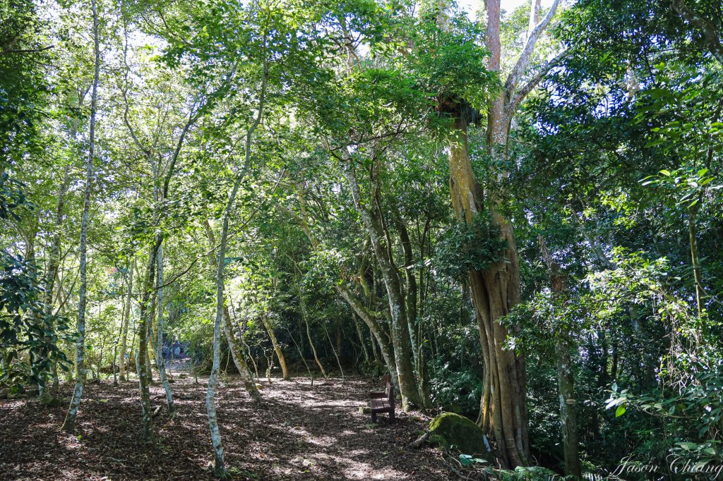 [苗栗]馬那邦山_2355193