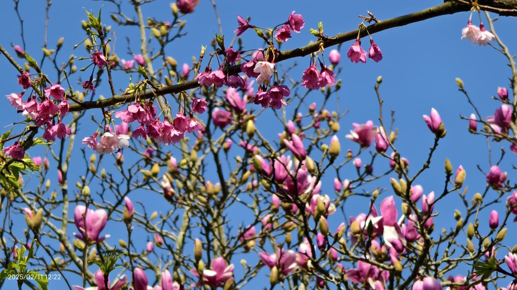 追花是簡單的快樂，賞花是恬淡的幸褔 2/11_2710588