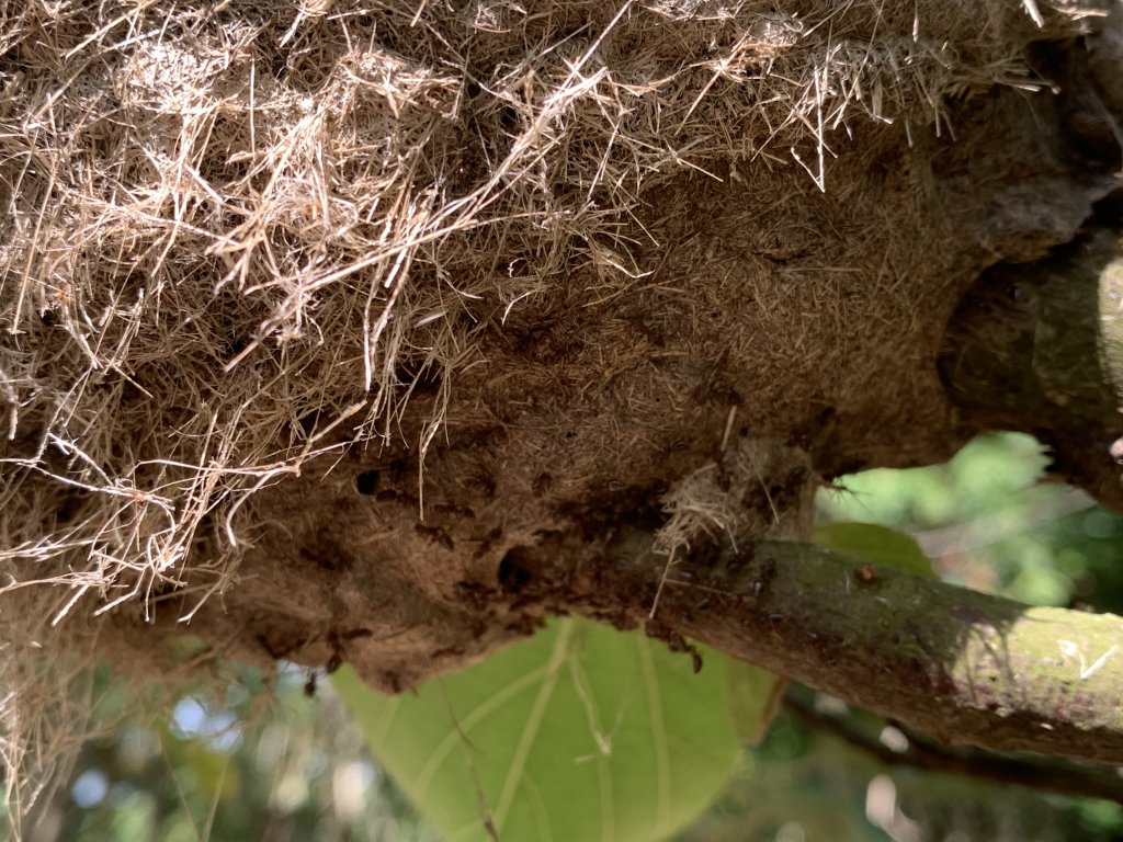 20250503屏東保和以山_2781451