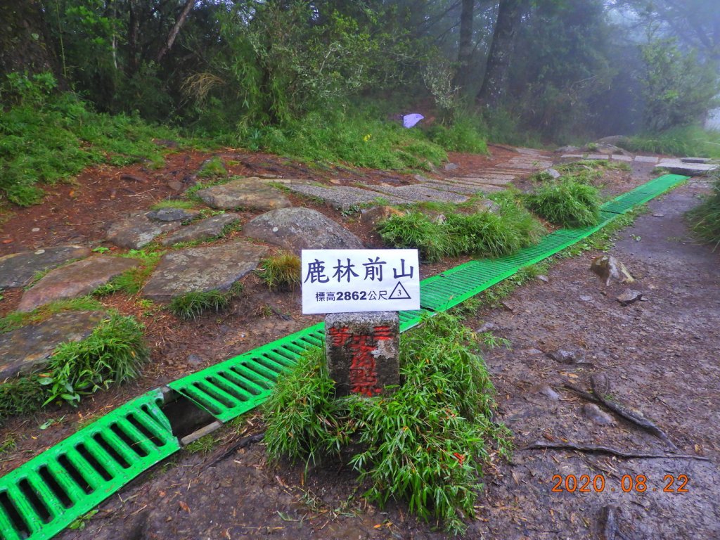 南投 信義 鹿林前山、鹿林山、麟趾山封面圖