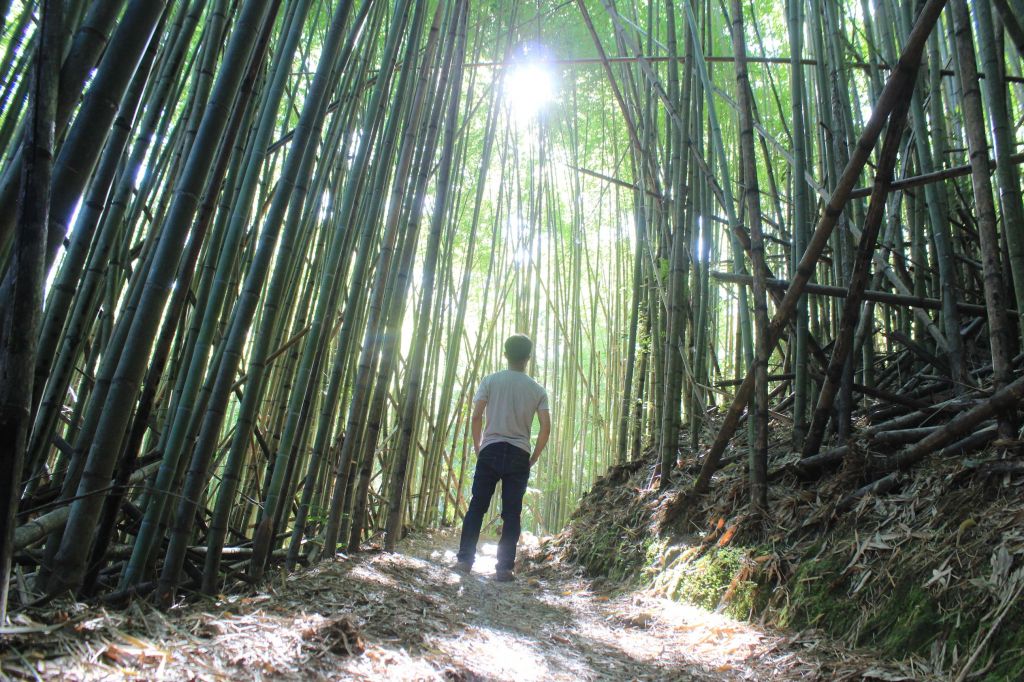 司馬庫斯神木群步道 _360548