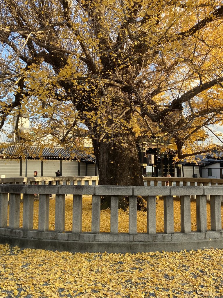 楓之絆----京都大阪賞楓_2967365