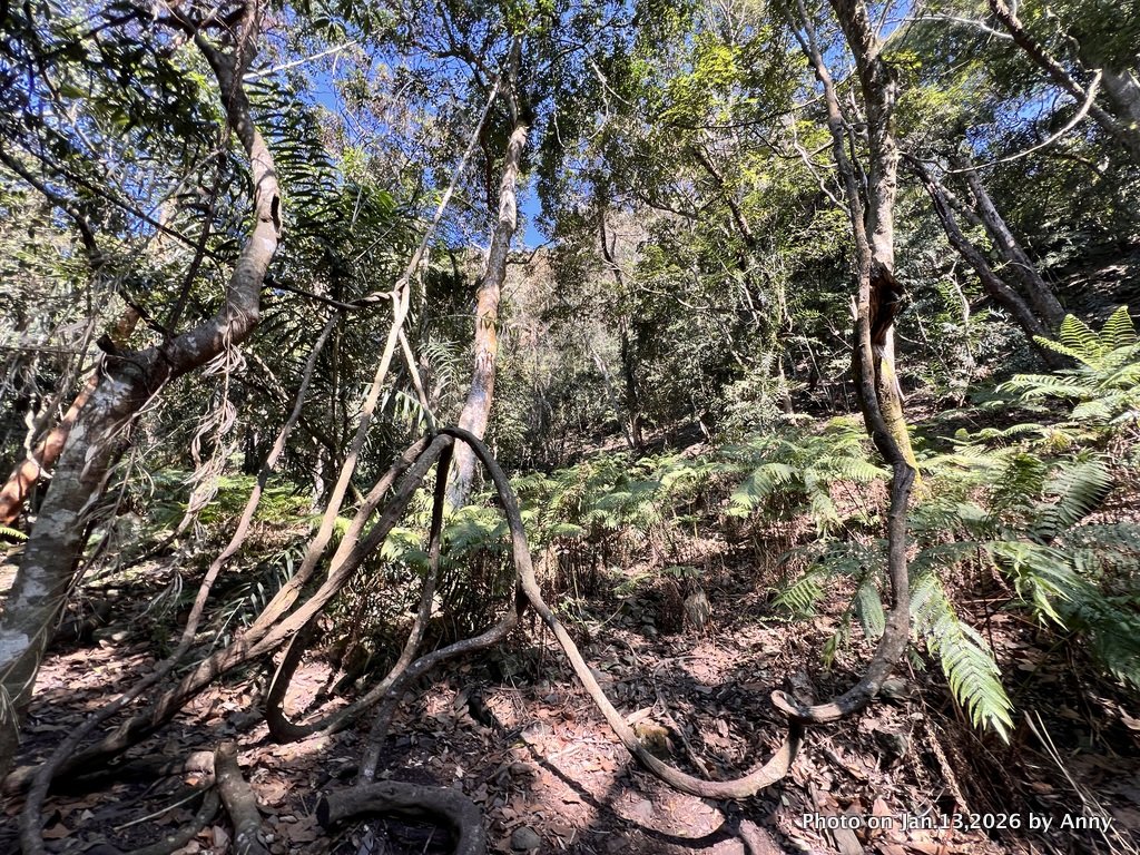 雪山坑步道（巨人之手）_2986481