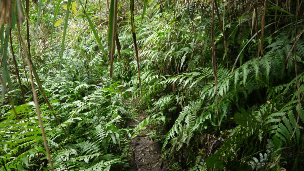 坪溪古道登山健行趣(淡蘭中路TK2-18)_1514236
