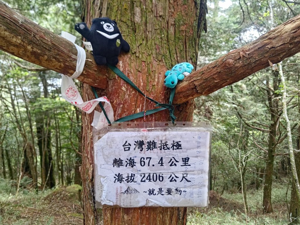 水山療癒步道順遊阿里山封面圖