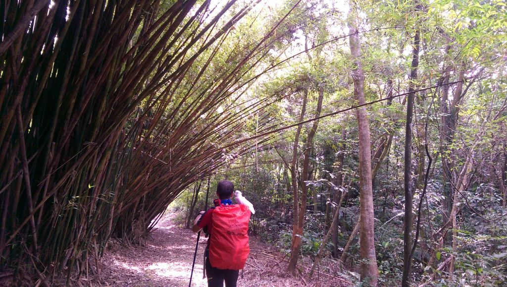 107.05.19 內湖大崙頭山+大崙頭尾山_335064