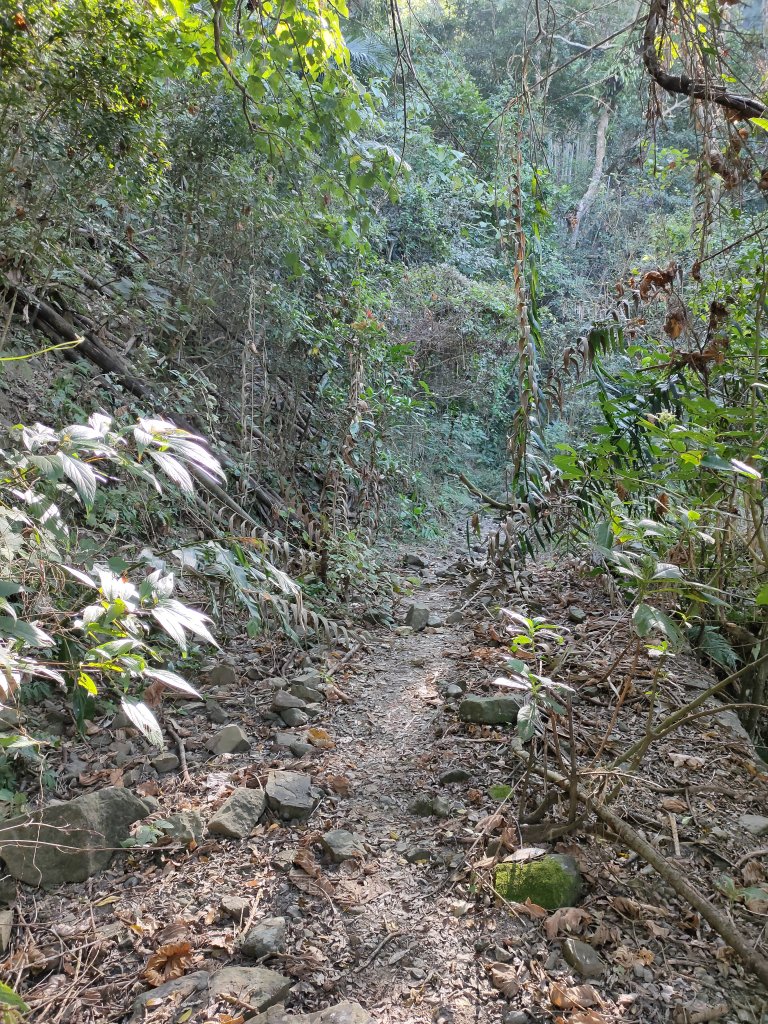 20200123三腳南山(三角南山)_812933