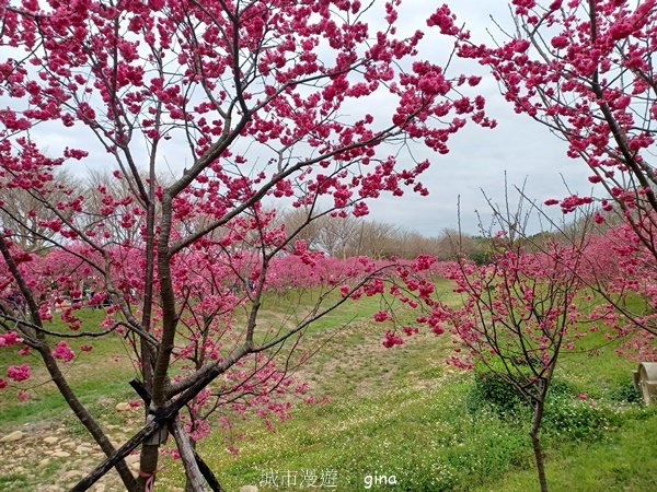 【台中后里】春日賞花。崴立機電櫻花公園_2441603