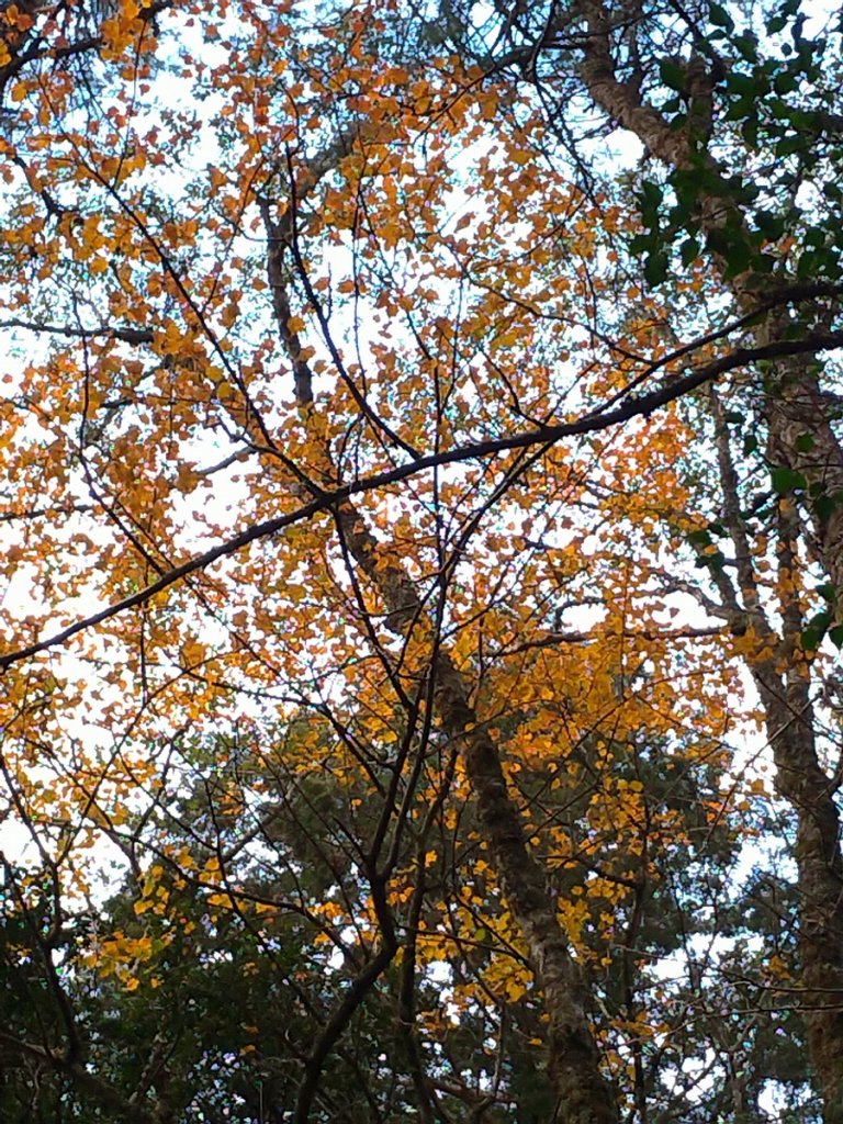 【花蓮縣秀林鄉】屏風山(單攻)_1231952