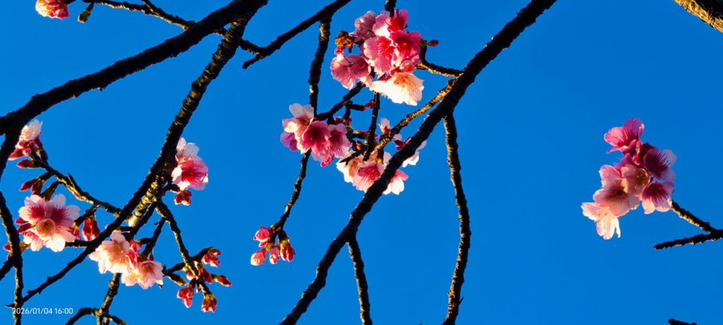 #花卉試驗中心 #永公路500巷 #平菁街42巷 #原住民公園 #士林官邸 1/4_2976579