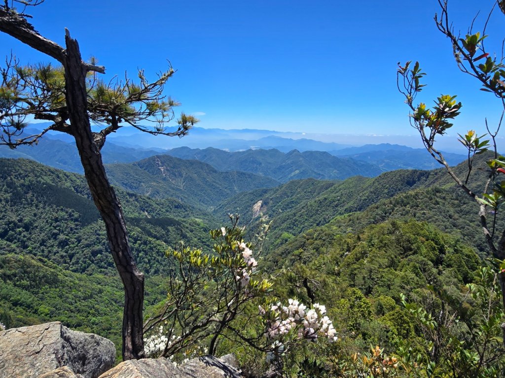 鳶嘴山杜鵑盛開_2770255
