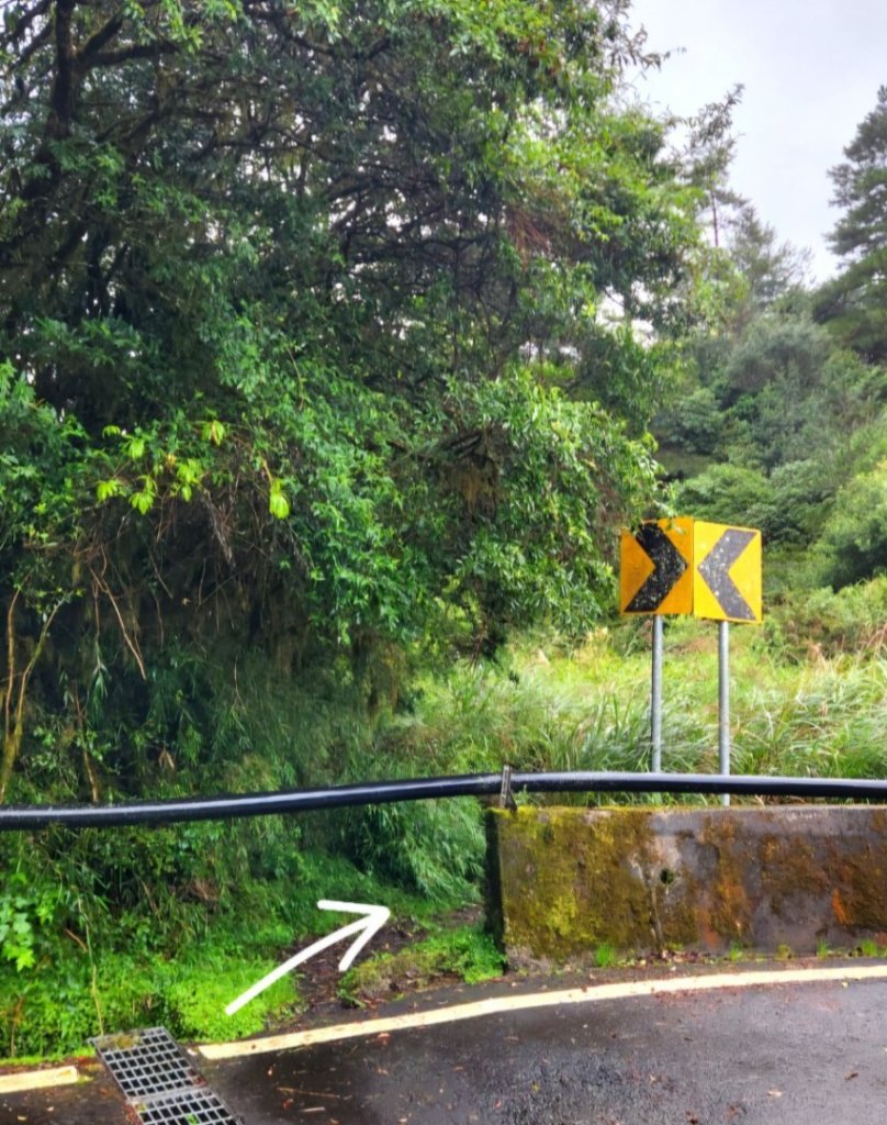 【中級山縱走】觀雪縱走（雪見大板根，仰天神木，北坑山，司馬限林道）_2741227