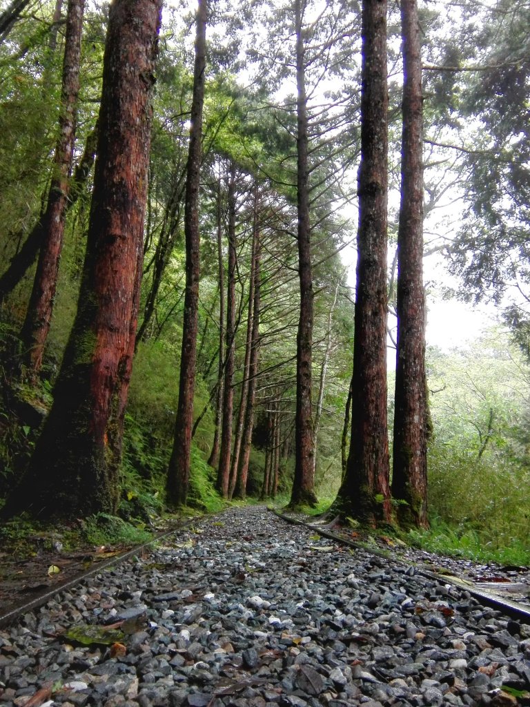 全球最美28條小路之一 ~ 見晴懷古步道封面圖