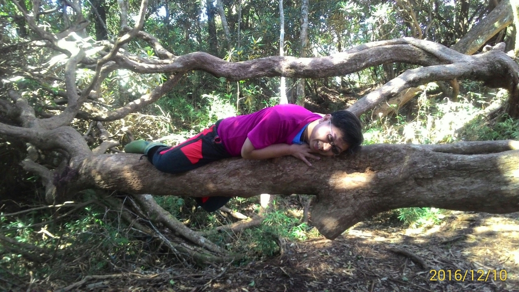 20161210新竹高台山,小中大島田山_79273