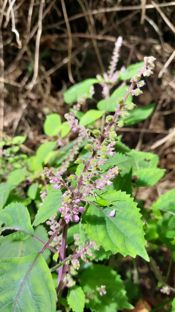 《新竹》幸福雲海｜鵝公髻山步道X山上人家20221105_1900131