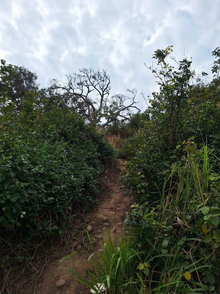 苗栗基石:貓貍山、將軍山、公司寮山、半天寮山、白沙屯山_2693768