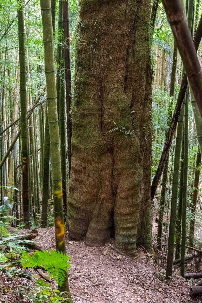 溪頭-烏土堀林道上金柑樹山_2010607