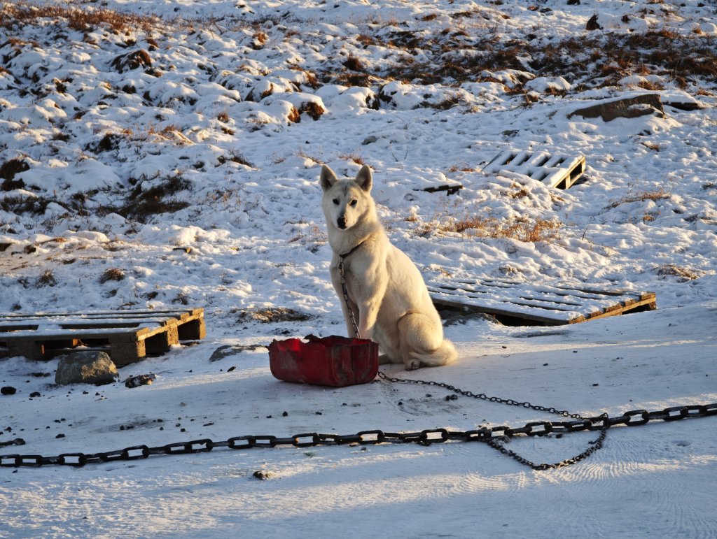 [紐約馬之行-32] 2025_1106 格陵蘭犬封面圖