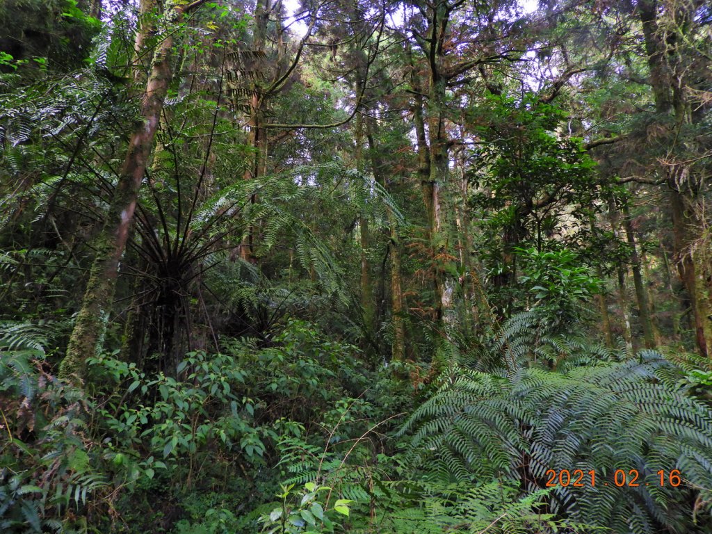 新北 烏來 美鹿山、高腰山、拔刀爾山_1273963