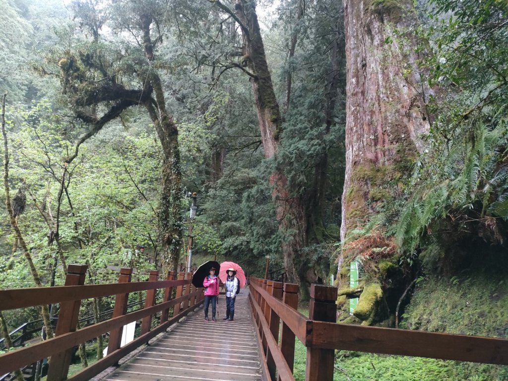 1110326 拉拉山神木區雨中漫步封面圖