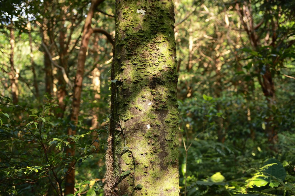 尖石鄉：貴妃山、石猴鞍部_656867
