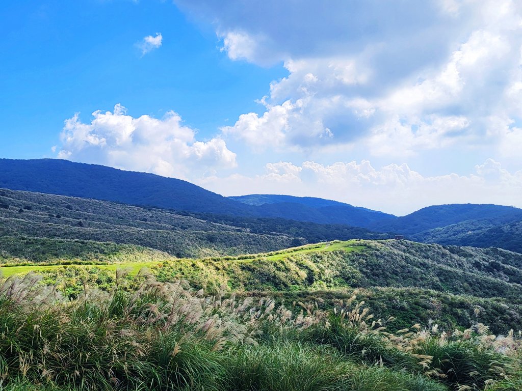 【芒花舞秋風】草山精典賞芒勝地連走_2336398