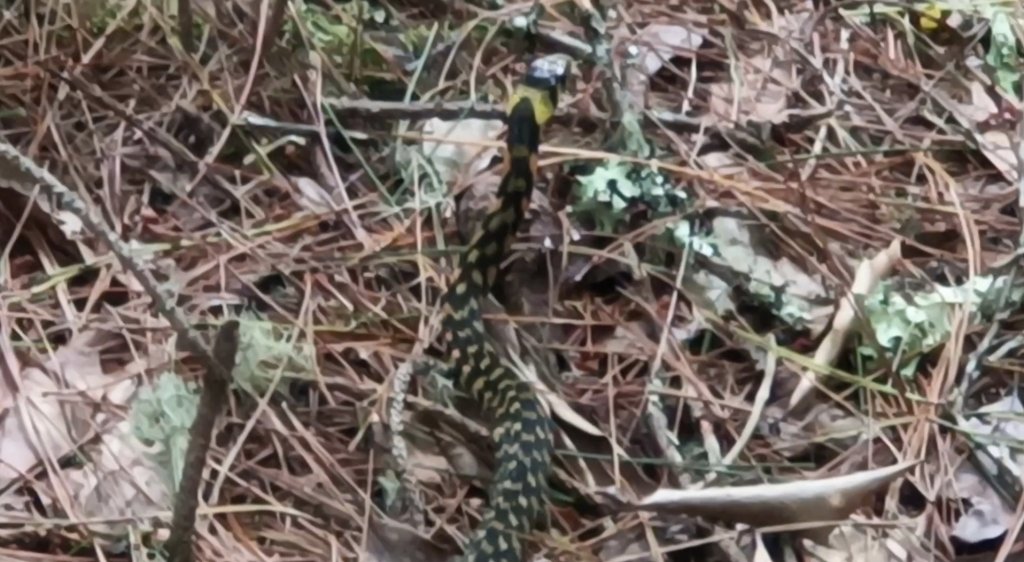 兩颱風之間空擋登屏風山巧遇保育類動物+出大景_2237953