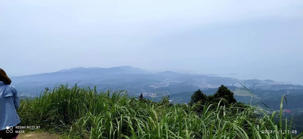 五分山 -小百岳收集起來，馬藍（大青）滿山遍野、桐花陪襯、群蝶紛飛、吸取花蜜_1370225