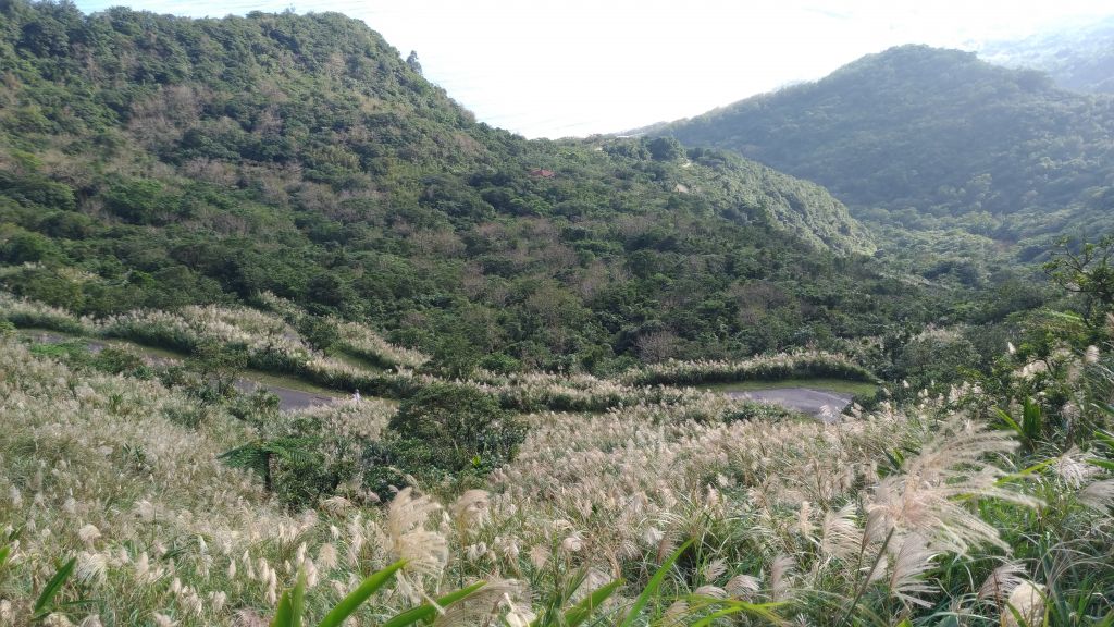 內寮桃源谷步道-草嶺古道啞口芒花_207477