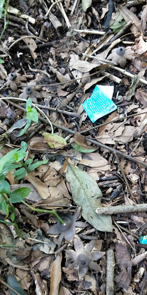 大屯自然公園，菜公坑山，巴拉卡山，逛逛趣_1275573