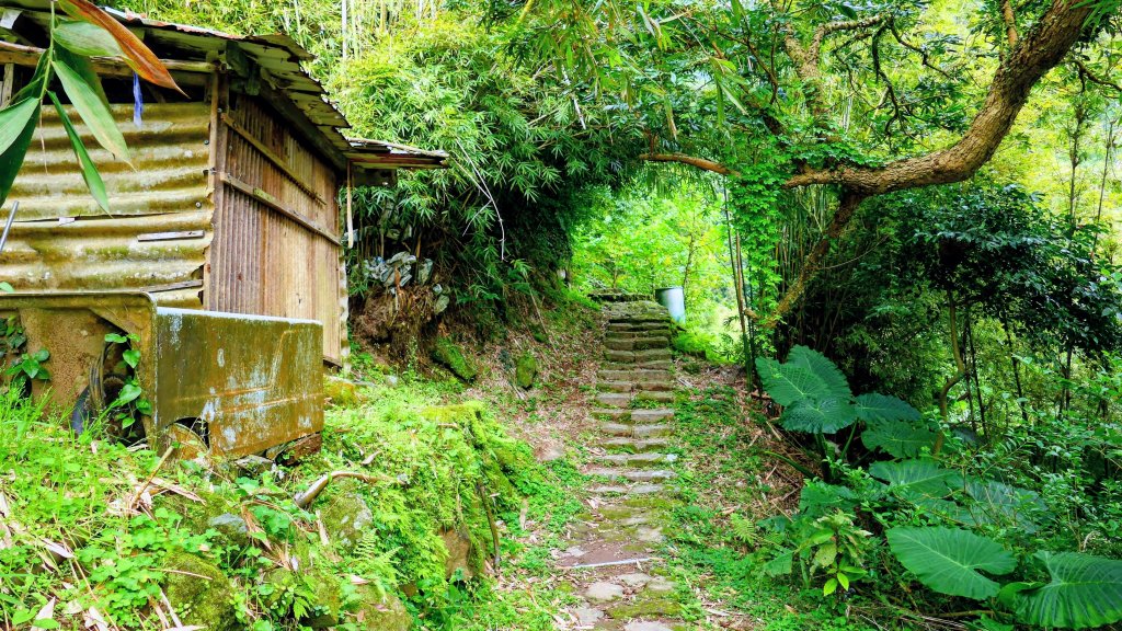 鵝尾梯田櫻花巷_2989291