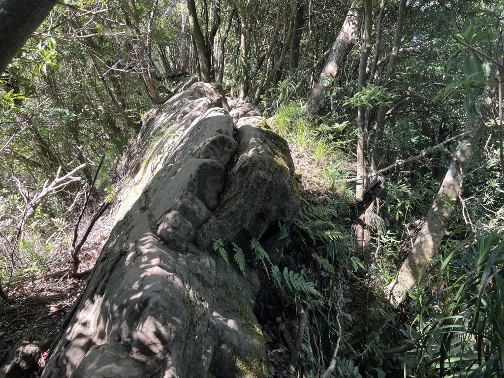 [微笑山線_第九段] 2025_0914 二格山系_天王峰_2889537