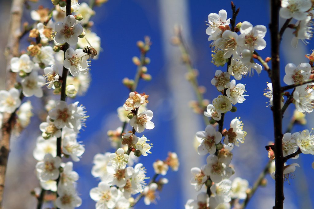 【南投~信義 】牛稠坑賞梅_1254909