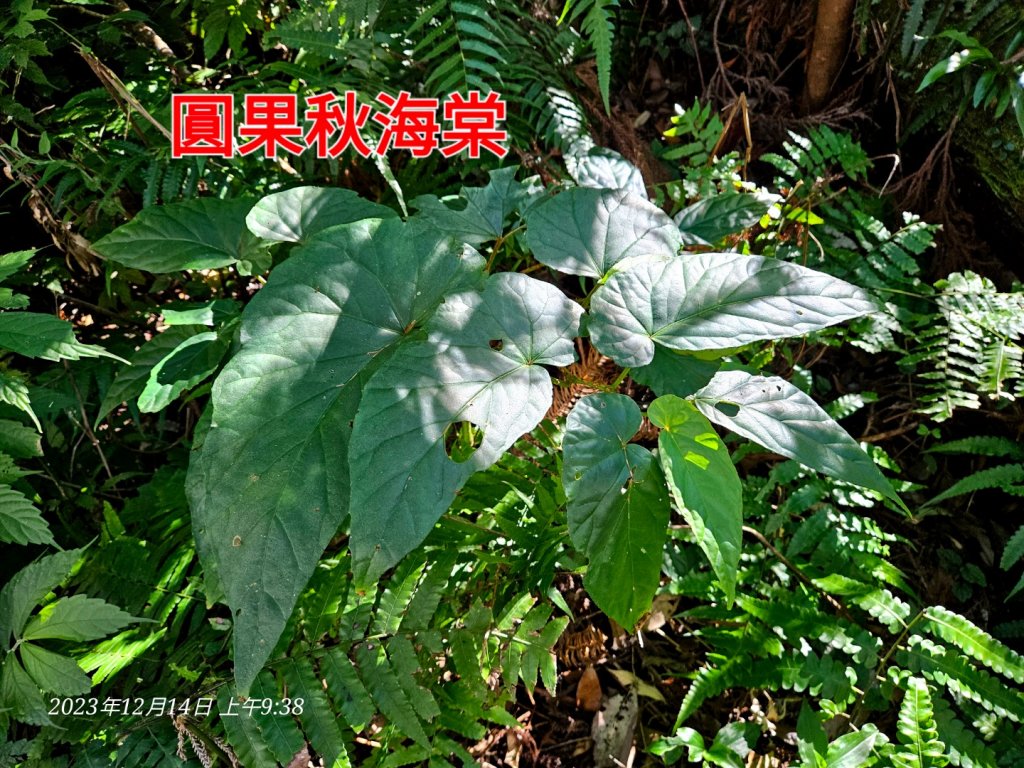 新竹尖石蓮包山+鴛鴦谷鰻潭瀑布O型走_2379075