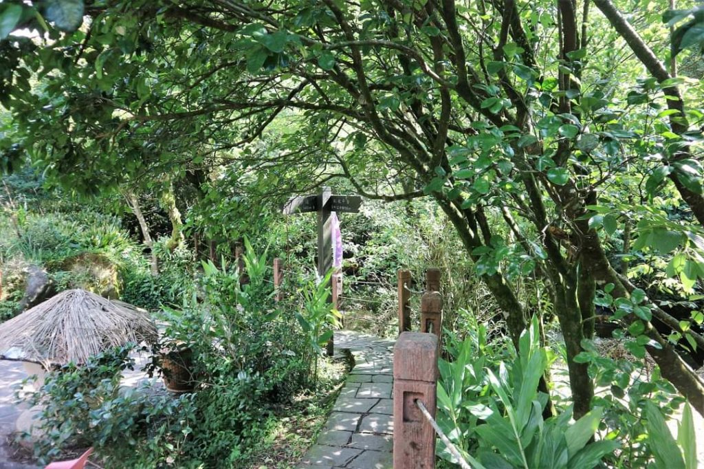 陽明山  菜公坑山 反經石   水車寮步道。林木蓊鬱  豐富的蕨類植披，絕佳避暑古道_2173990