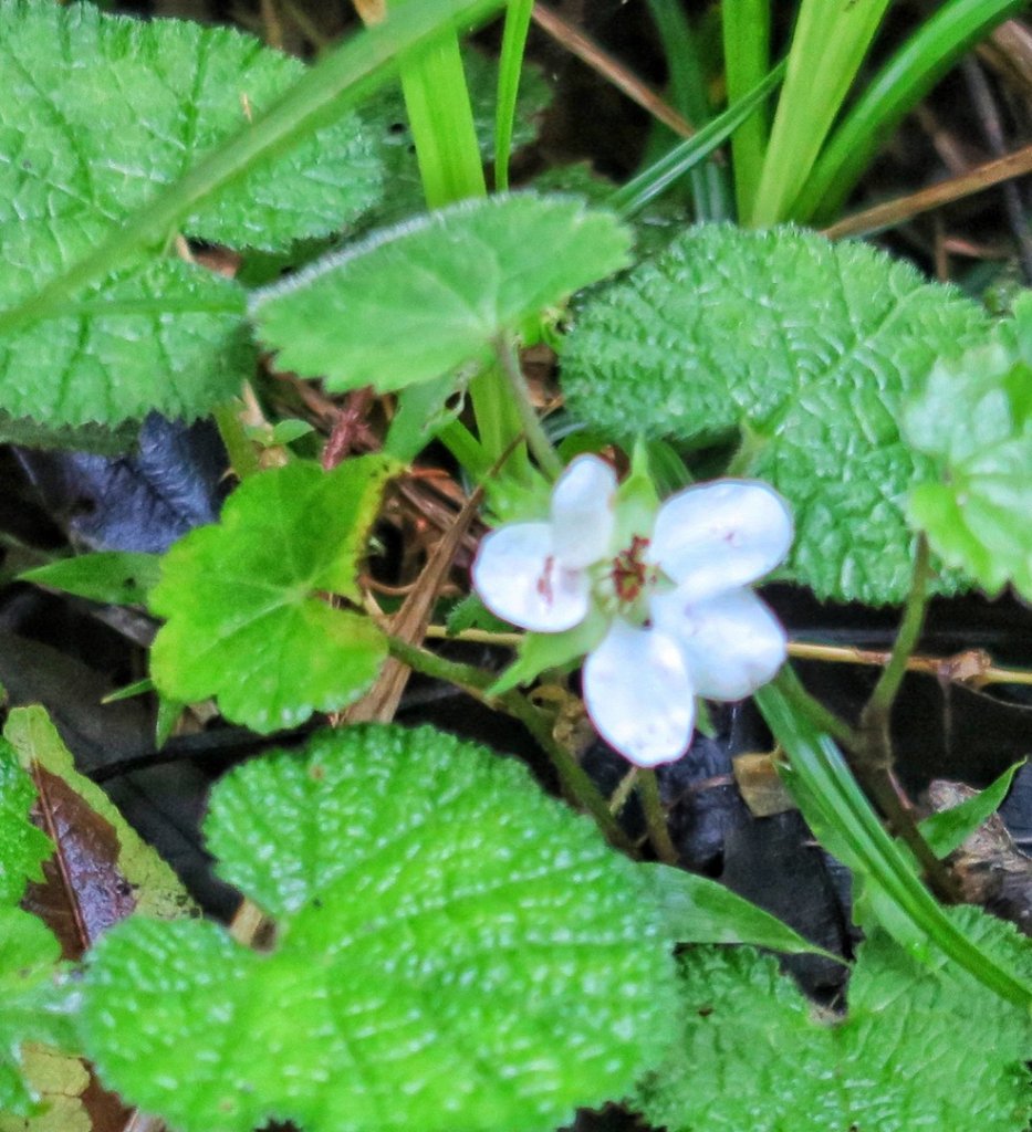 石山引水道 鹿林前山瀑布 鹿林神木_1741080