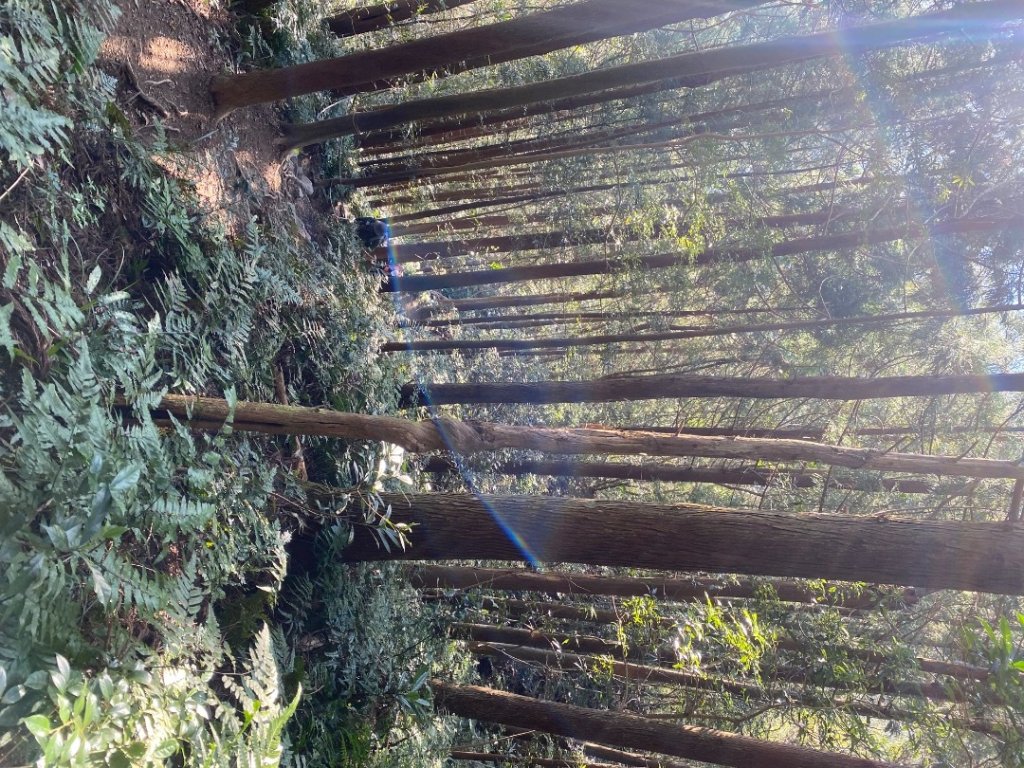 新竹尖石-高島縱走_2612681