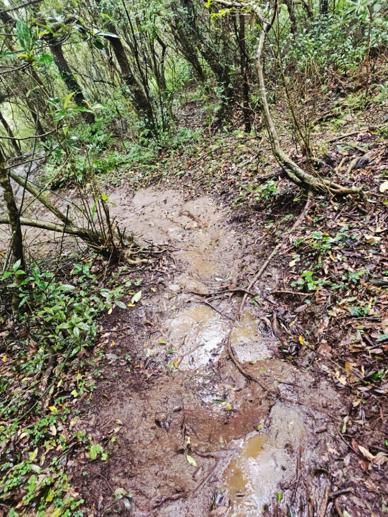 2025臺北大縱走第二段：二子坪至小油坑_2973510