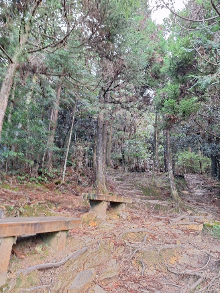 觀霧之榛山O型20241123_2653897