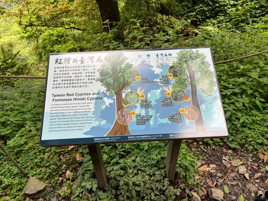 新竹 五峰 觀霧國家森林遊樂區 蜜月小徑+檜山巨木群步道_2811453