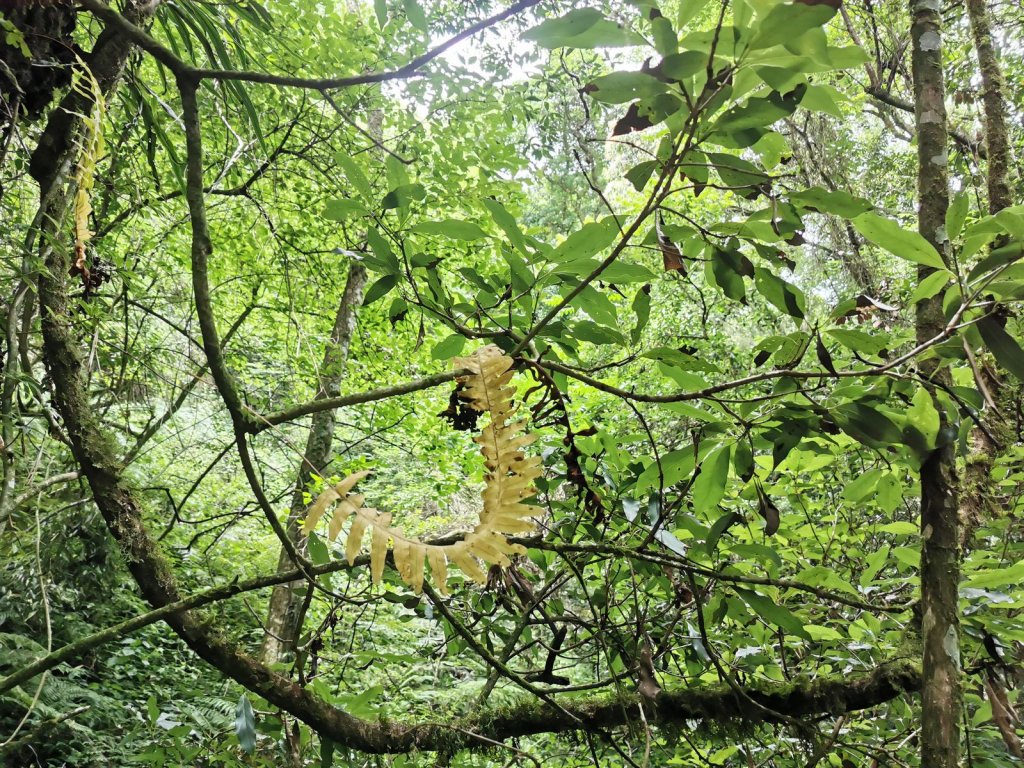 梨山希利克步道-泰雅族占卜靈鳥-繡眼畫眉_1049499