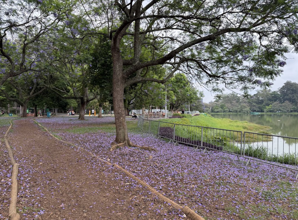 [紐約馬之行-67] 2025_1116 伊比拉布埃拉公園-上_2955065