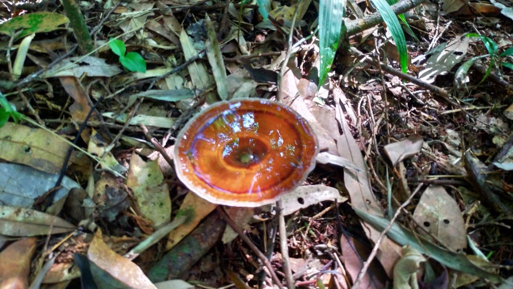 日月潭【大尖山】2020/09/20_1106449