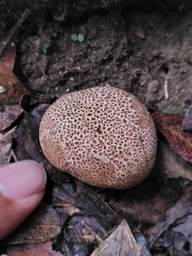 鳳鳴古道 鳳鳴山 南隘勇（南長城）古道 三湖山 八達嶺（龍骨）古道 綠色古道 延平古道_2975121